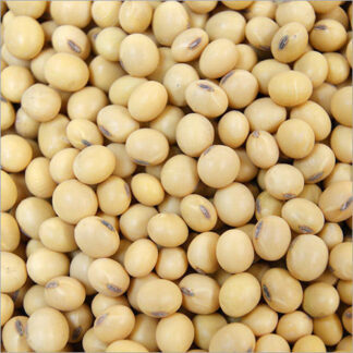 Soybean | সয়াবিন দানা